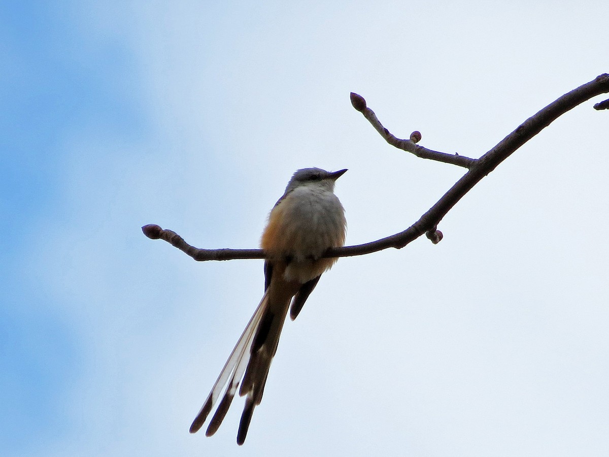 Scissor-tailed Flycatcher - Brian Henderson