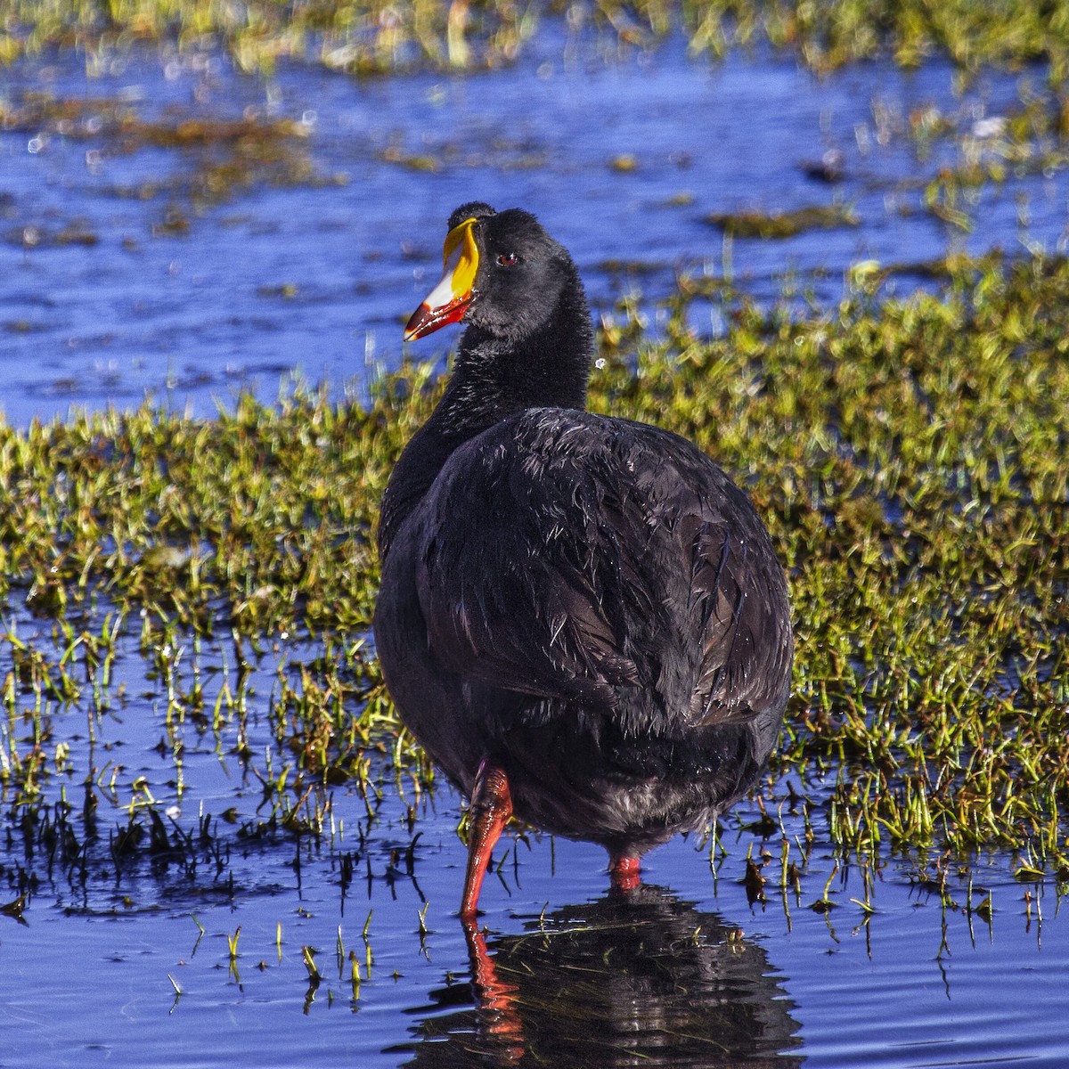 Giant Coot - ML105400071