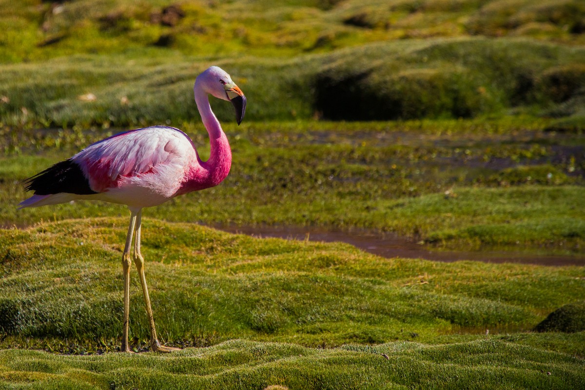 Andean Flamingo - ML105400261