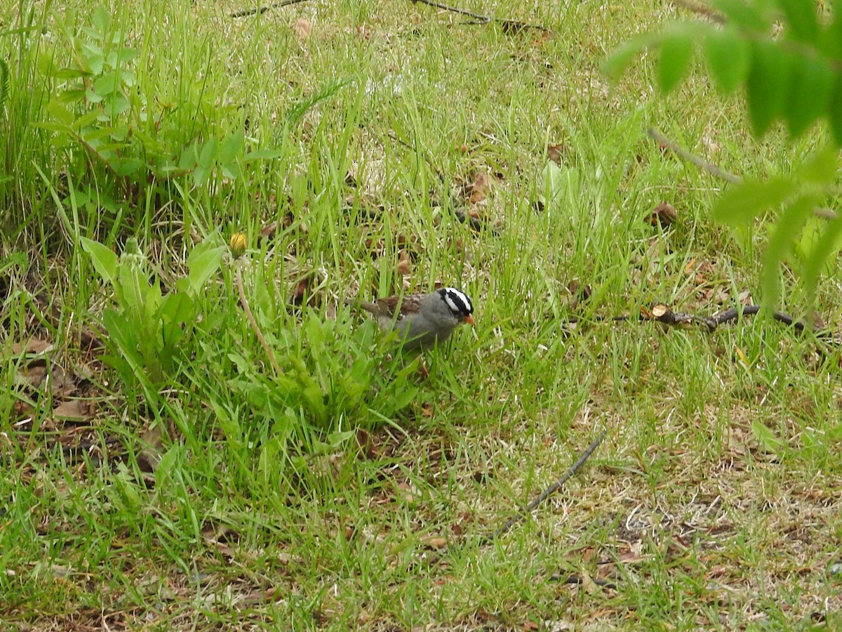 White-crowned Sparrow - ML105401151