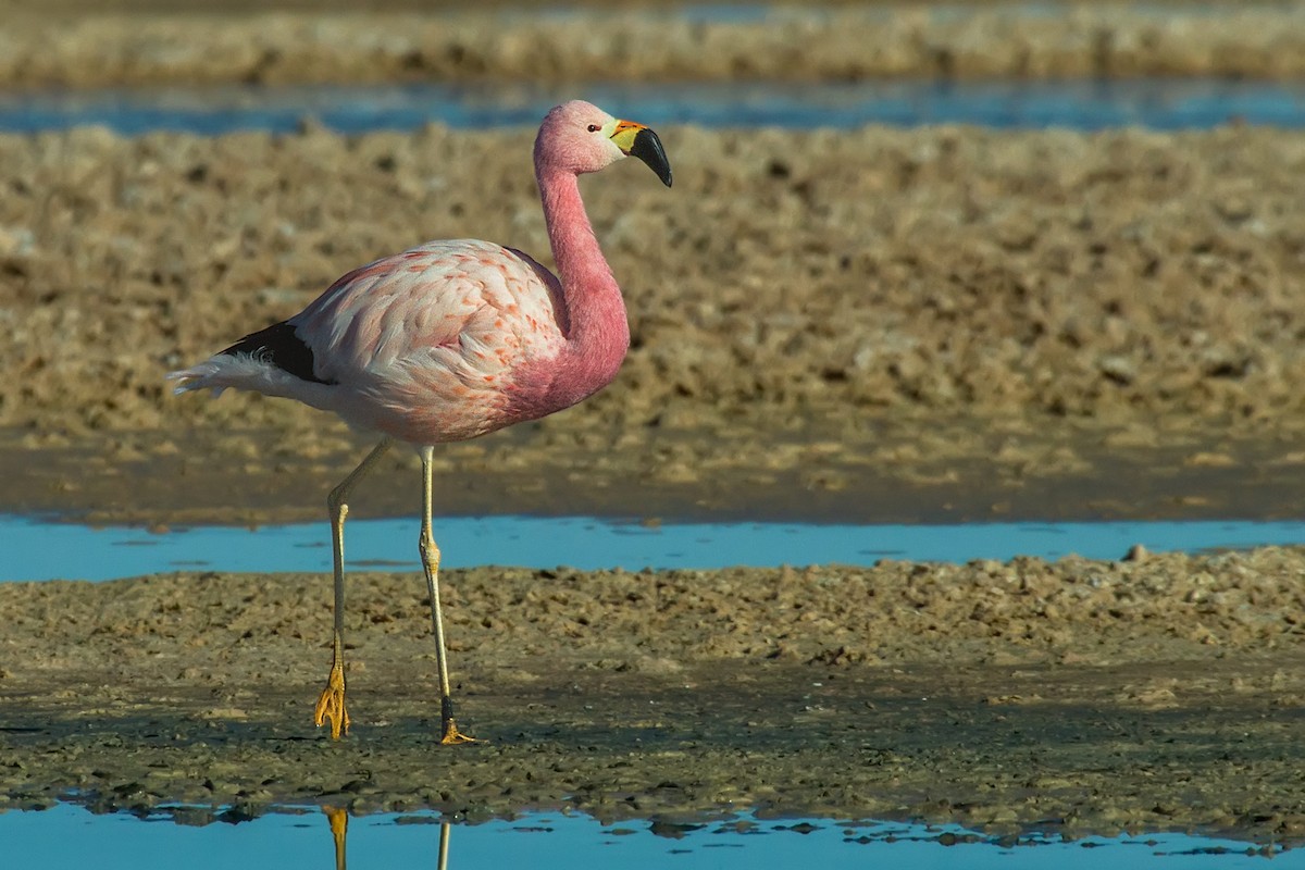 Andean Flamingo - ML105401541