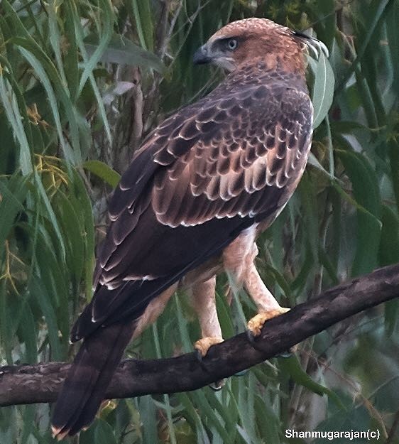 Changeable Hawk-Eagle (Crested) - ML105402221