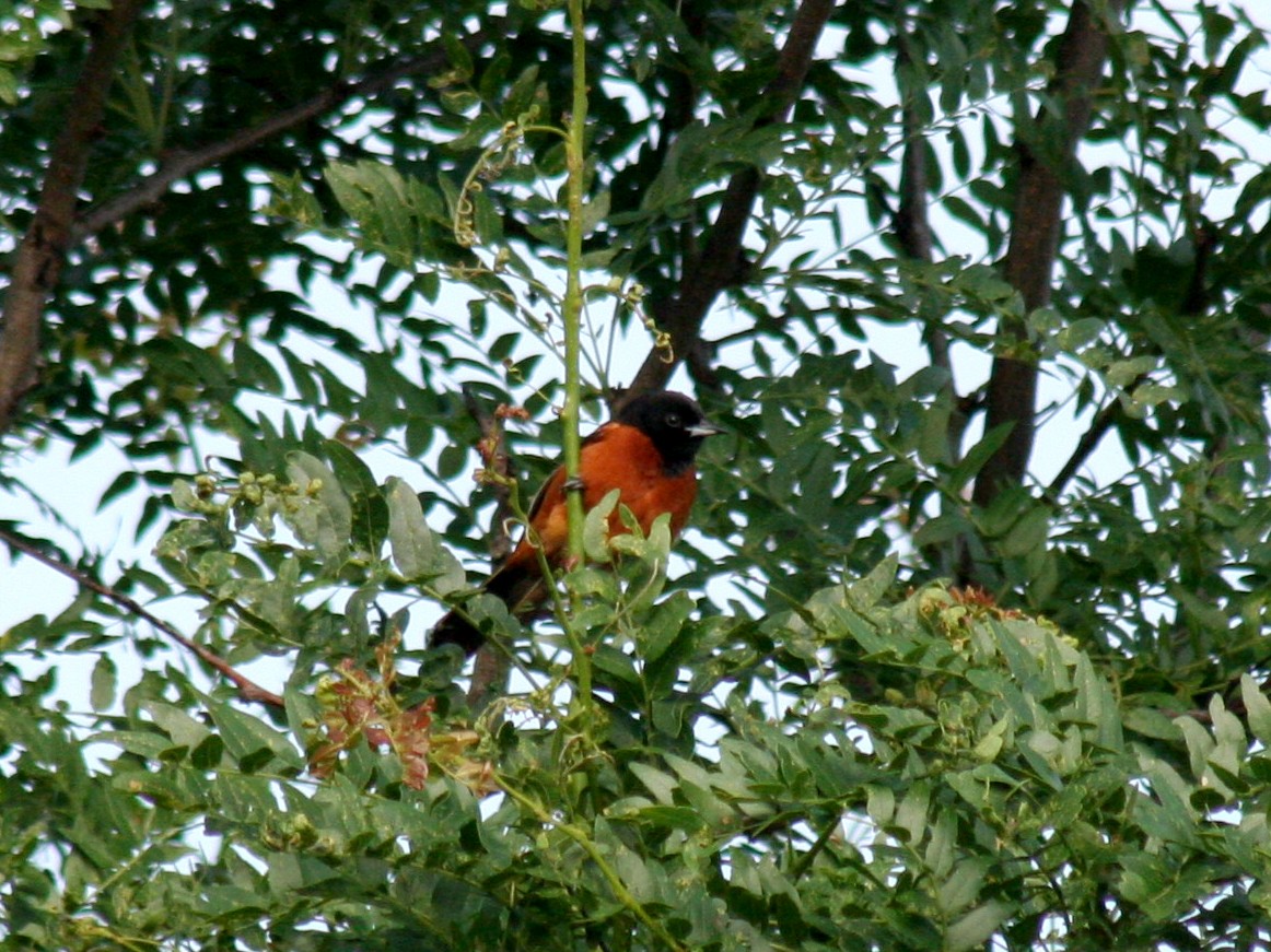 Orchard Oriole - Sherry Plessner