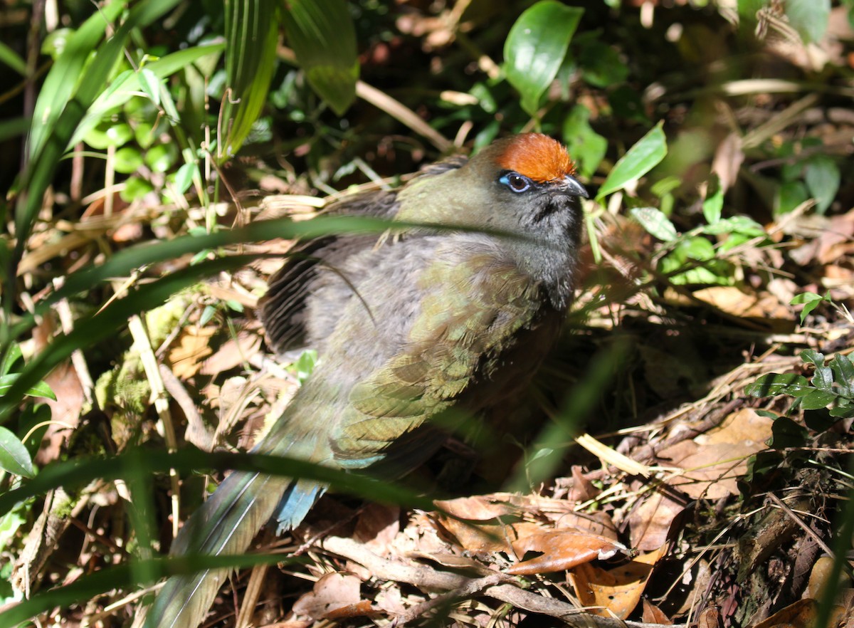 Red-fronted Coua - ML105403661