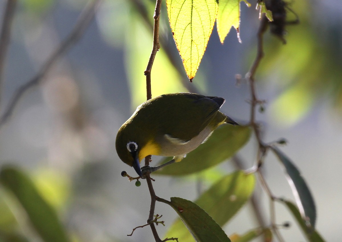 Madagaskarbrillenvogel - ML105403741