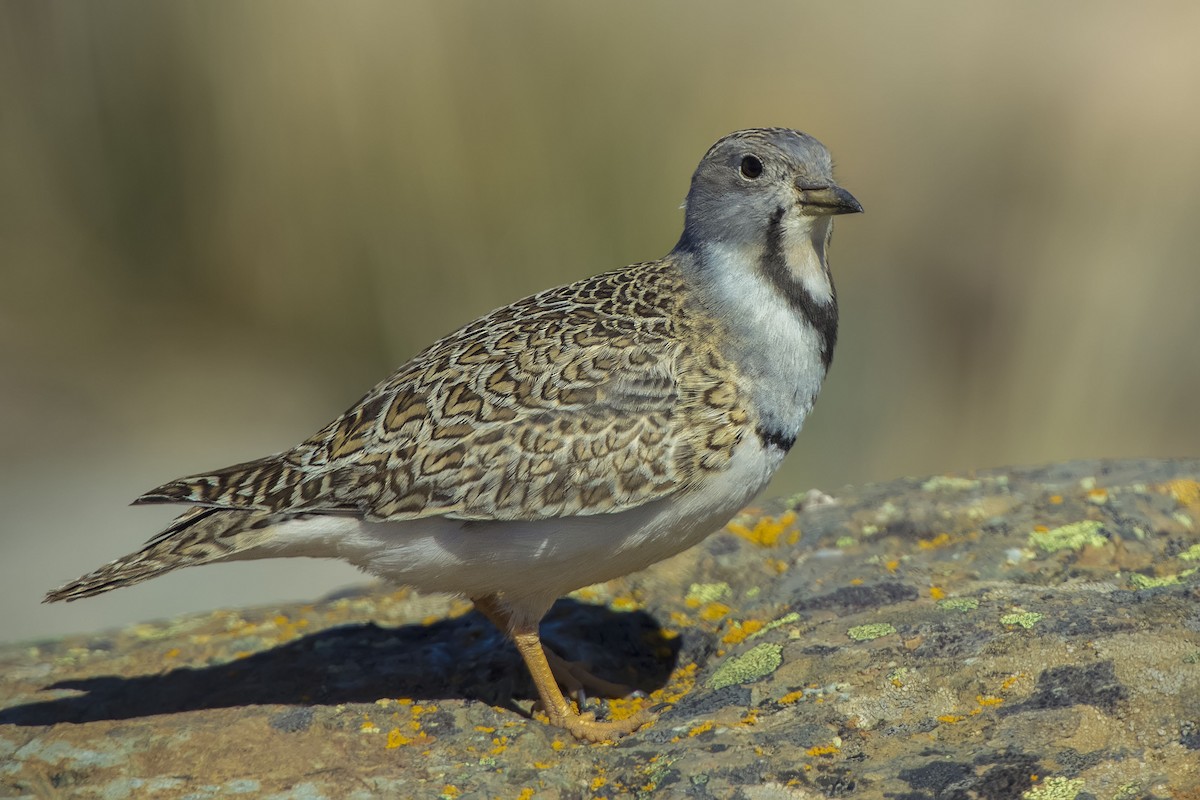 Least Seedsnipe - ML105403821