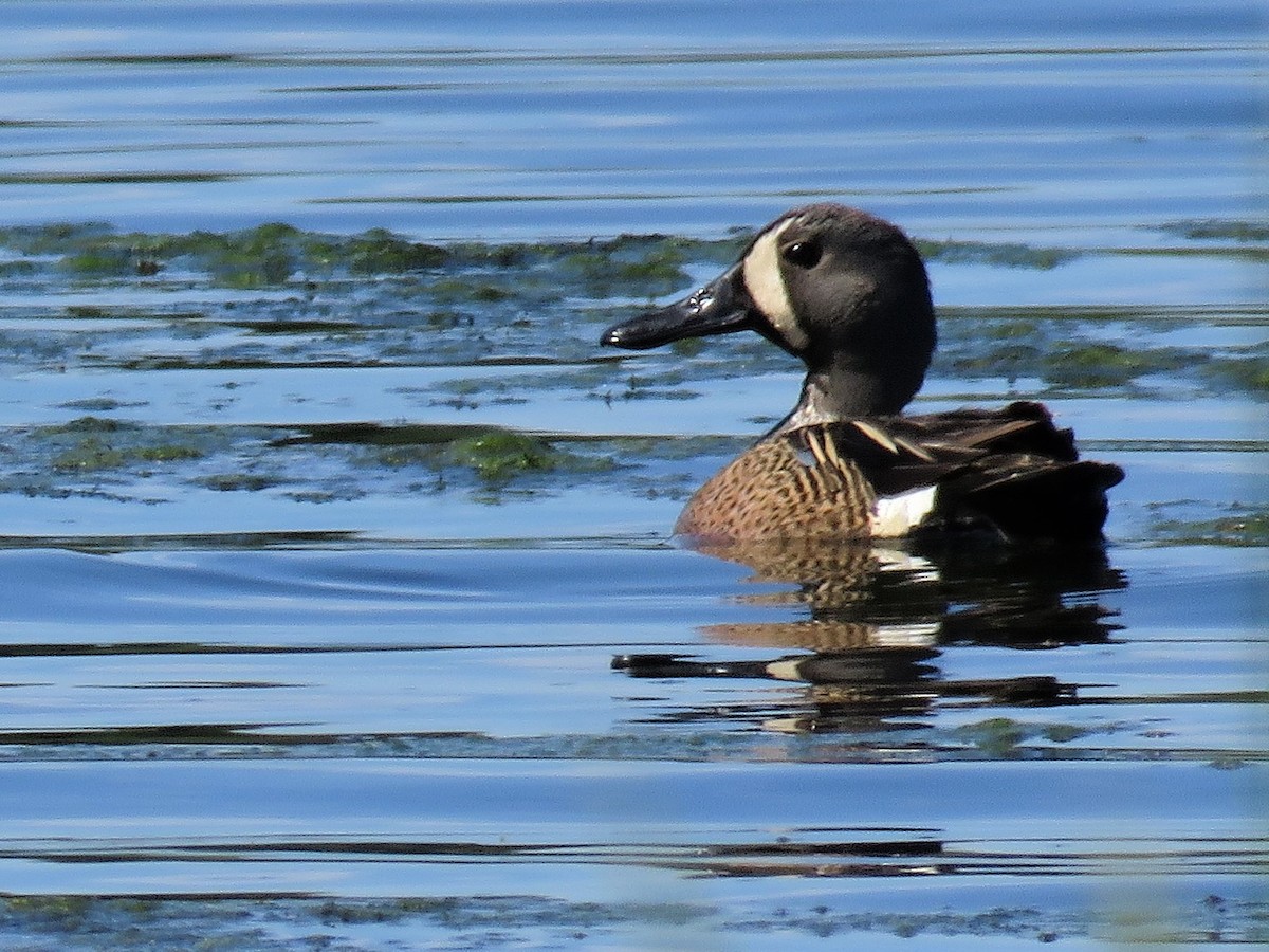 Blue-winged Teal - ML105404031