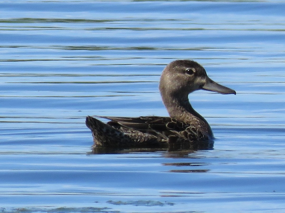 Blue-winged Teal - ML105404171