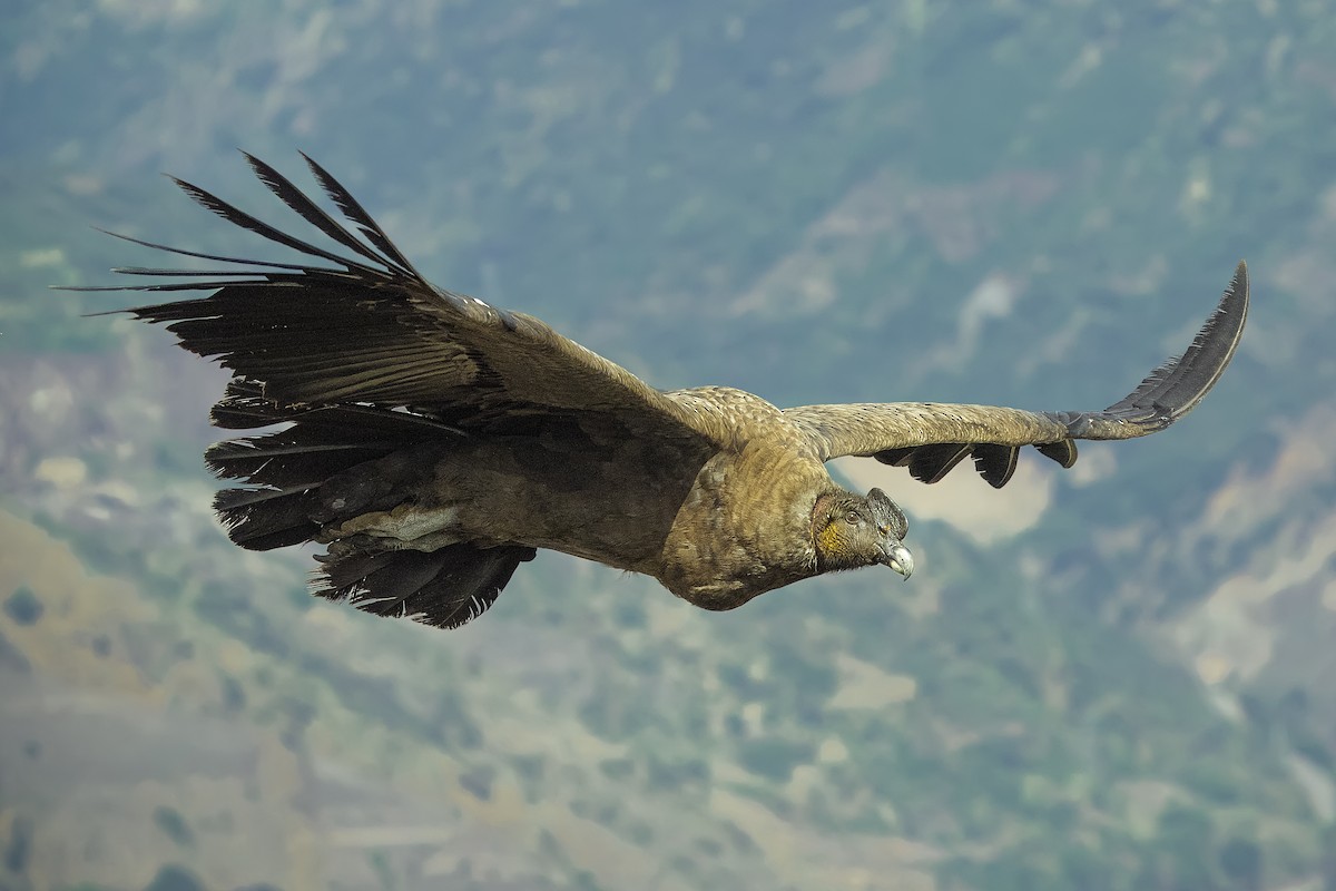 Andean Condor - ML105404221
