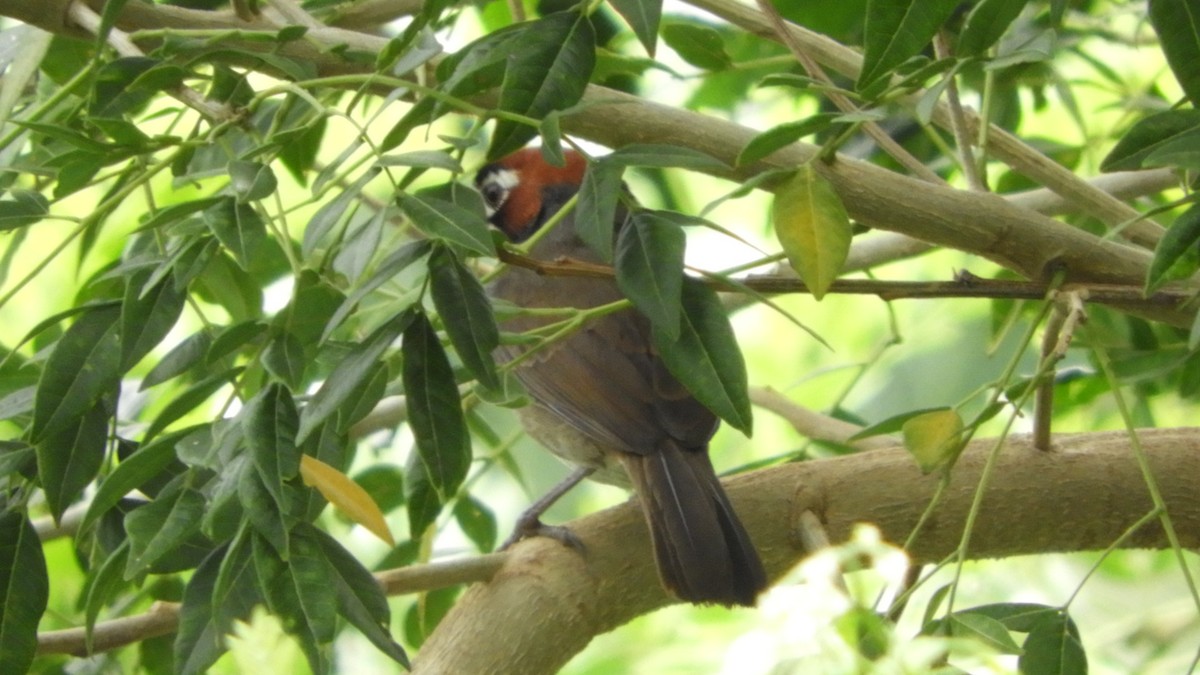 Cabanis's Ground-Sparrow - Vinny Ríos
