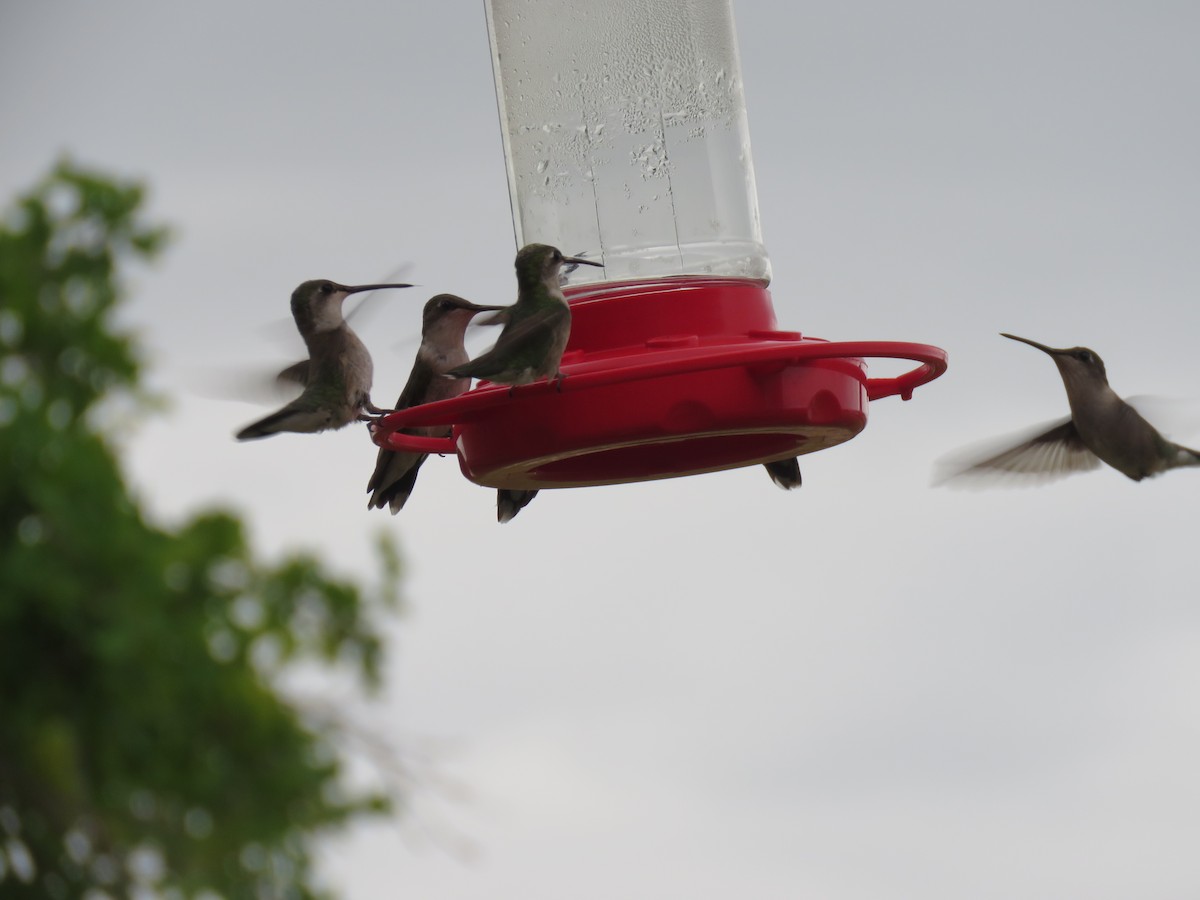 Ruby-throated Hummingbird - ML105408761