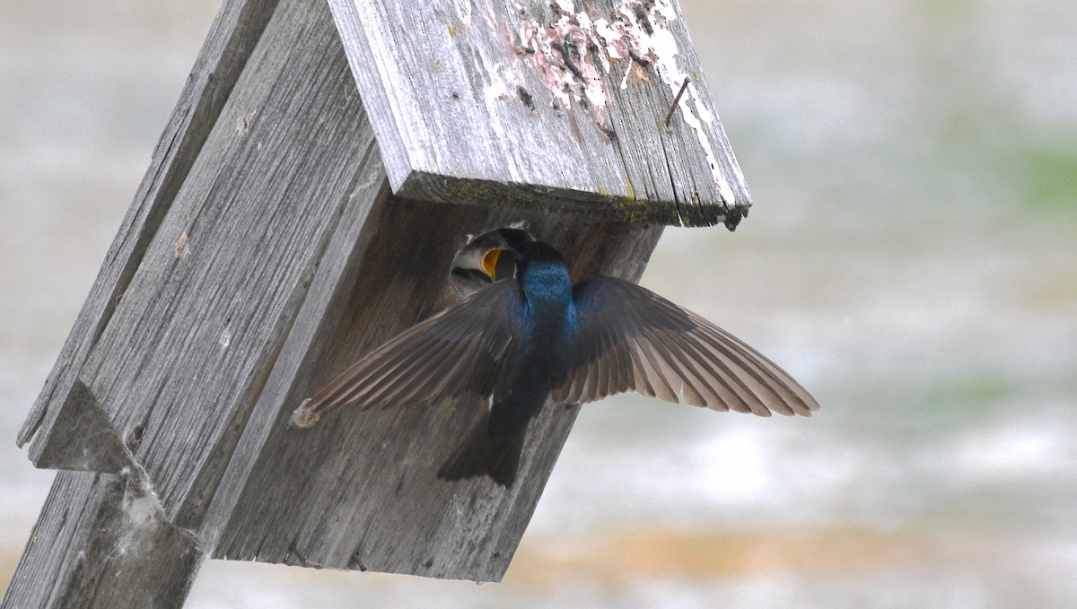 Tree Swallow - COA Club d'ornithologie d'Ahuntsic