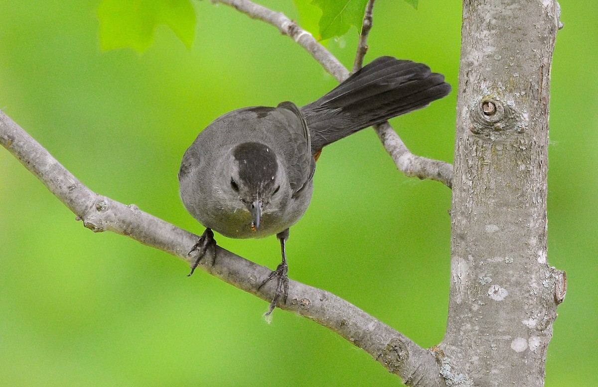 Gray Catbird - COA Club d'ornithologie d'Ahuntsic