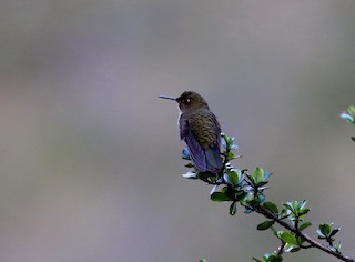  - Scaled Metaltail