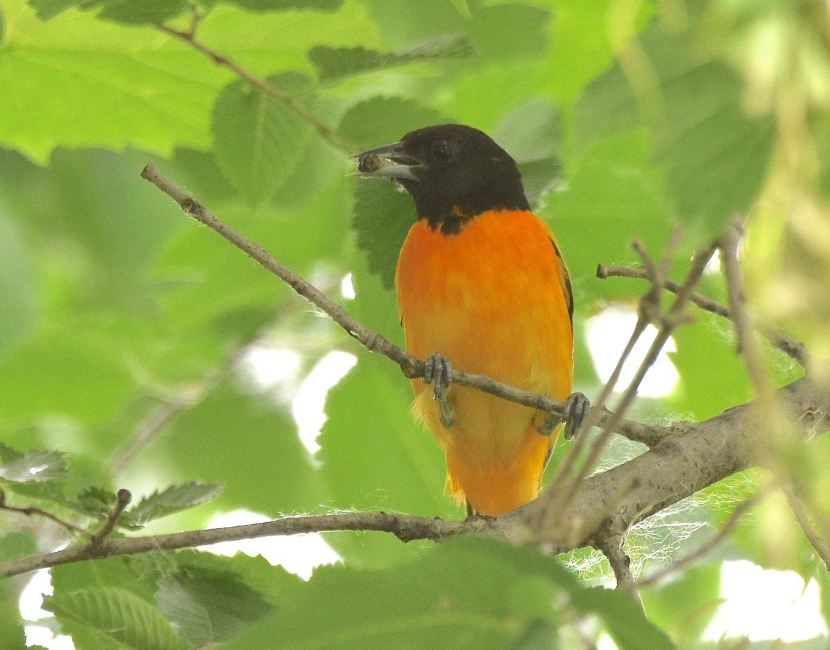 Baltimore Oriole - COA Club d'ornithologie d'Ahuntsic
