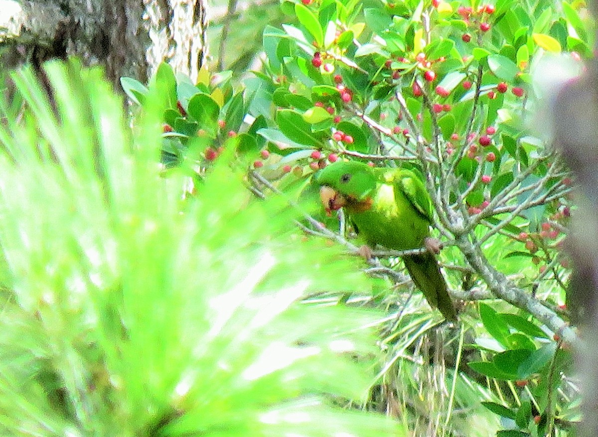Green Parakeet (Red-throated) - ML105411271