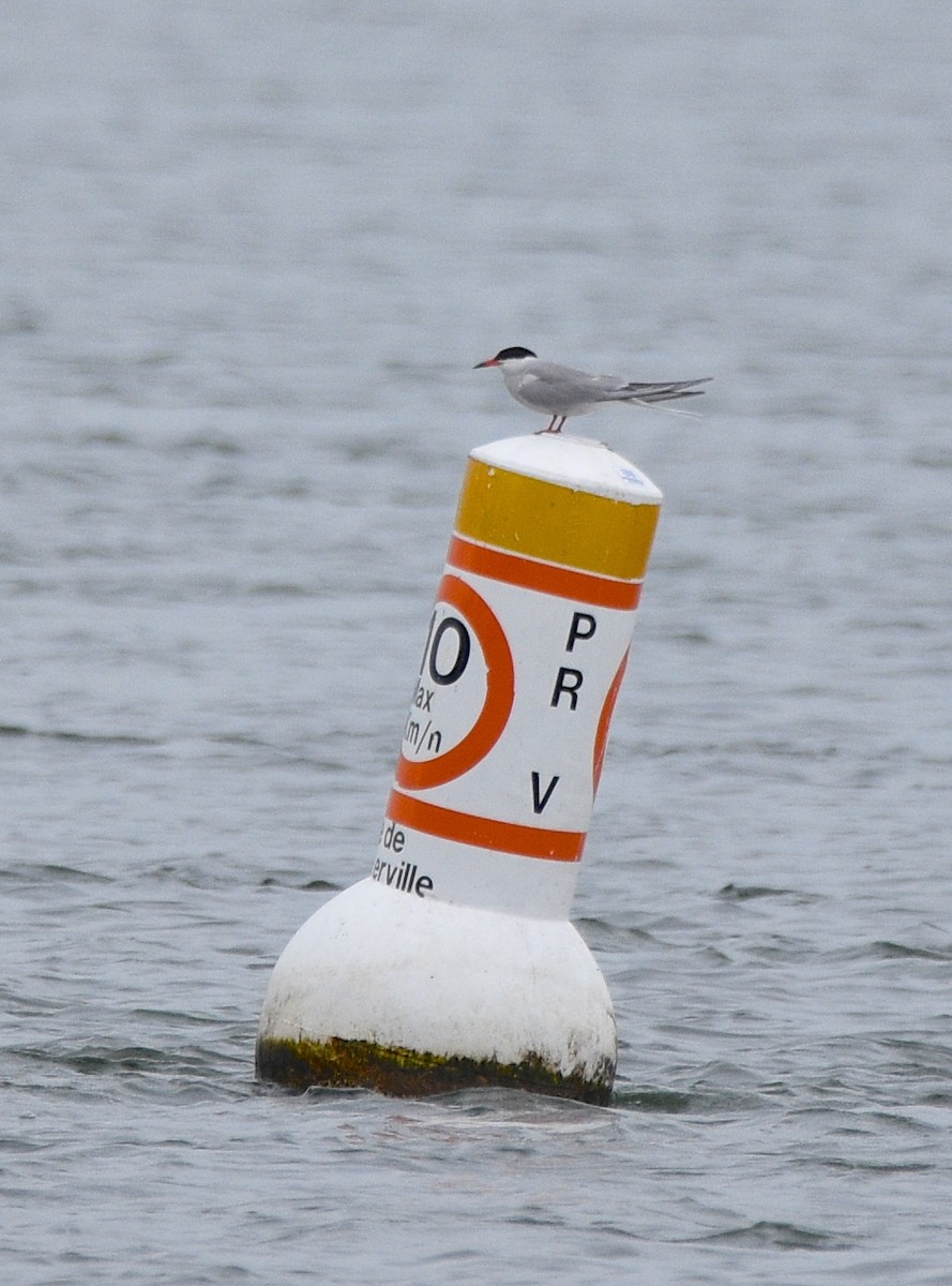 Common Tern - ML105411621