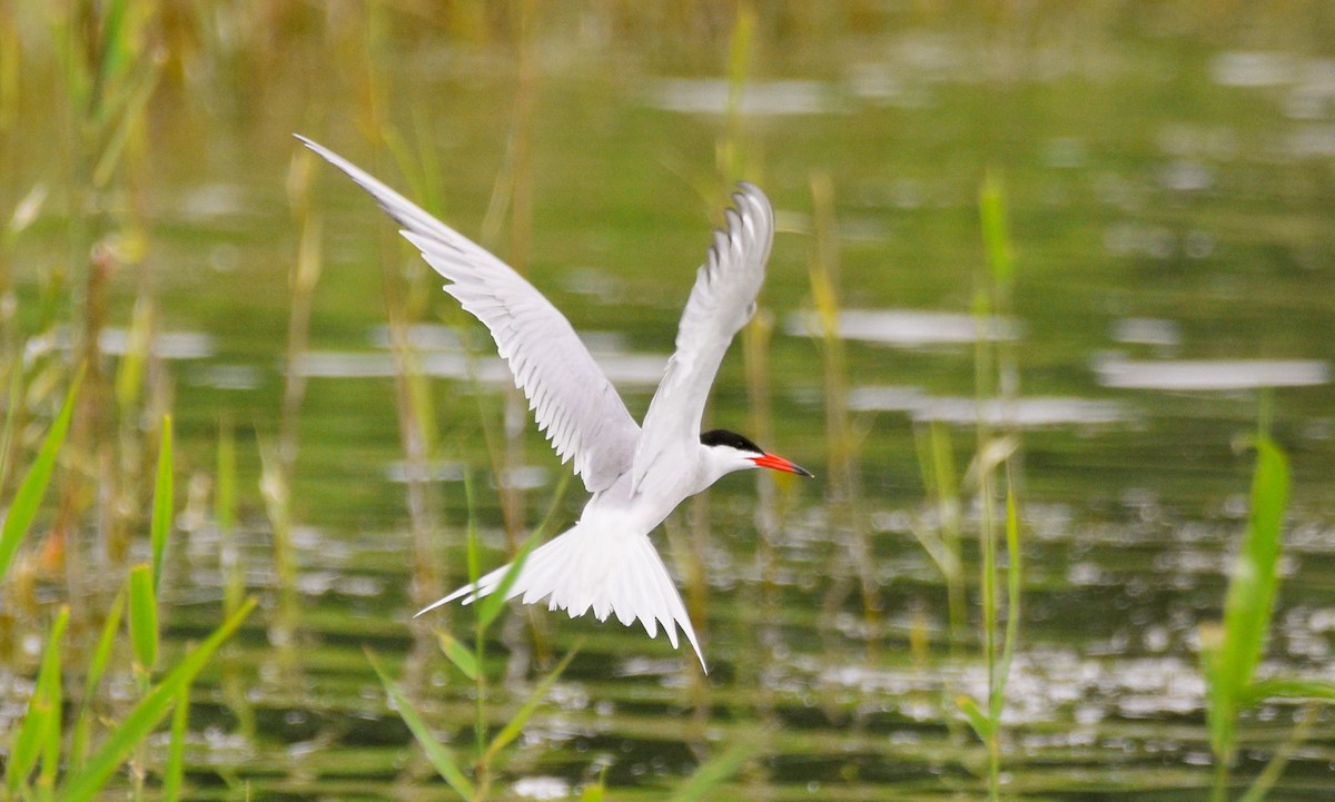 Common Tern - COA Club d'ornithologie d'Ahuntsic