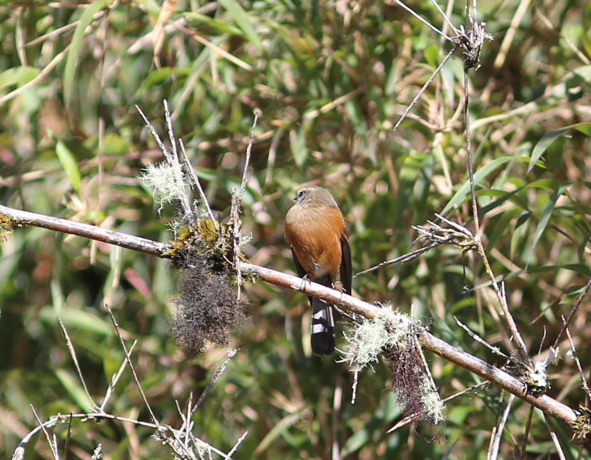 Brown-backed Chat-Tyrant - Rohan van Twest