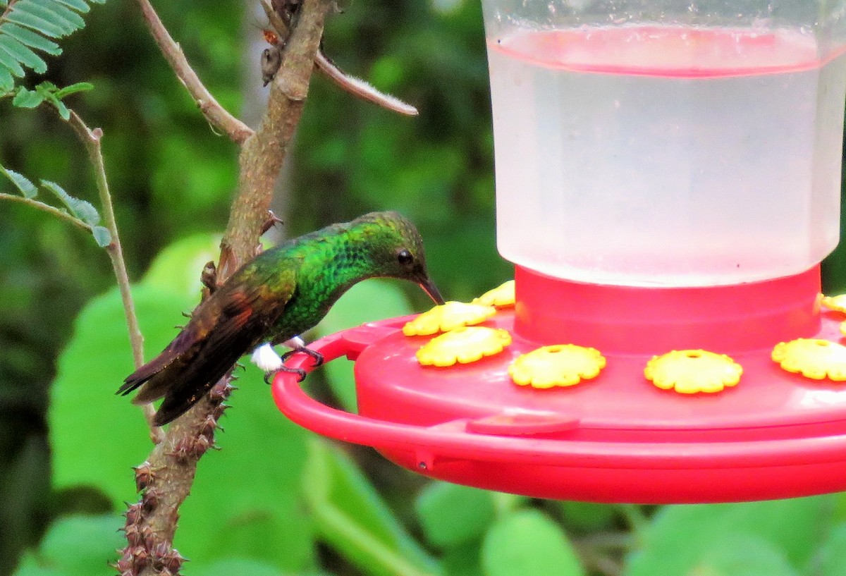 Berylline Hummingbird - Oliver  Komar