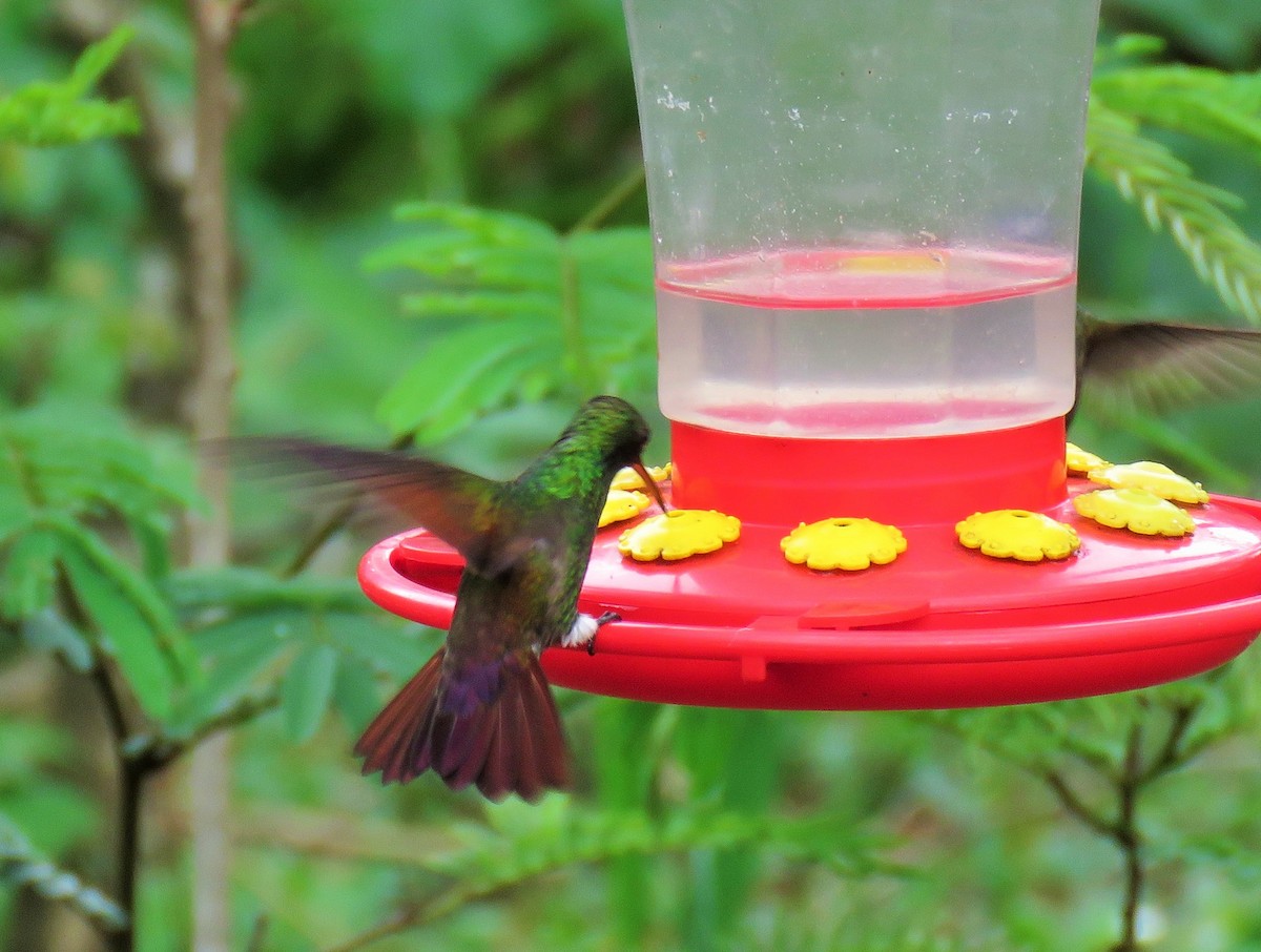 Berylline Hummingbird - Oliver  Komar
