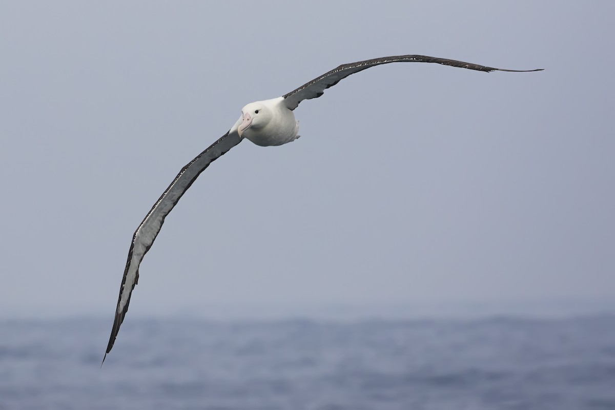 Northern Royal Albatross - Pio Marshall