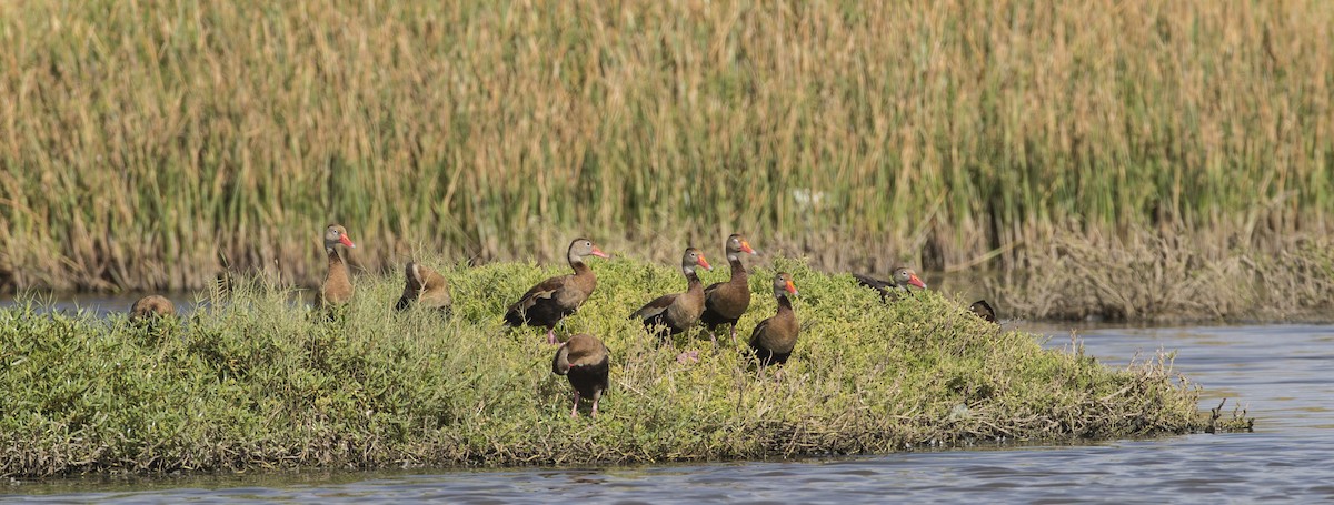 Black-bellied Whistling-Duck - Gregory Peterson