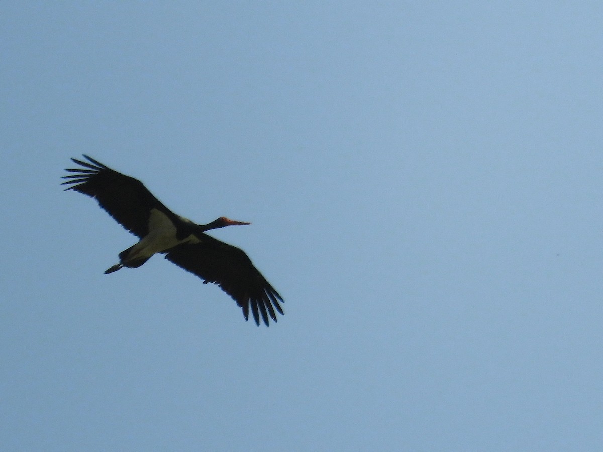 Black Stork - ML105418151