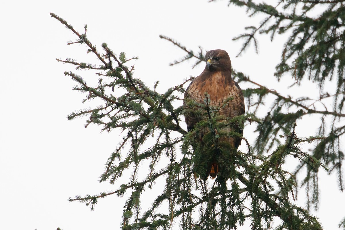 Red-tailed Hawk - ML105427831
