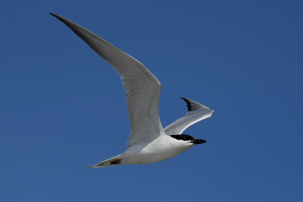 Gull-billed Tern - Jesse Anderson
