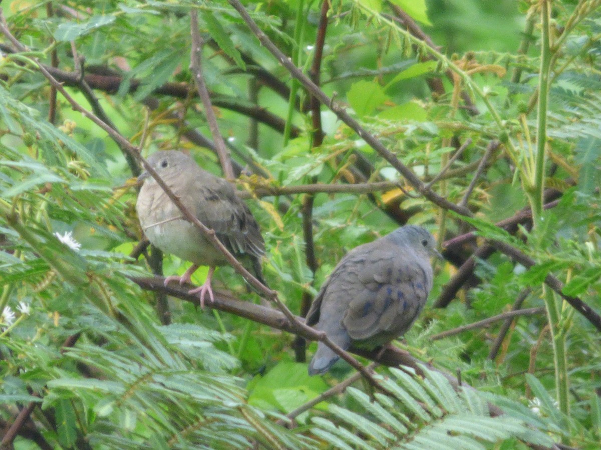 Plain-breasted Ground Dove - ML105428601