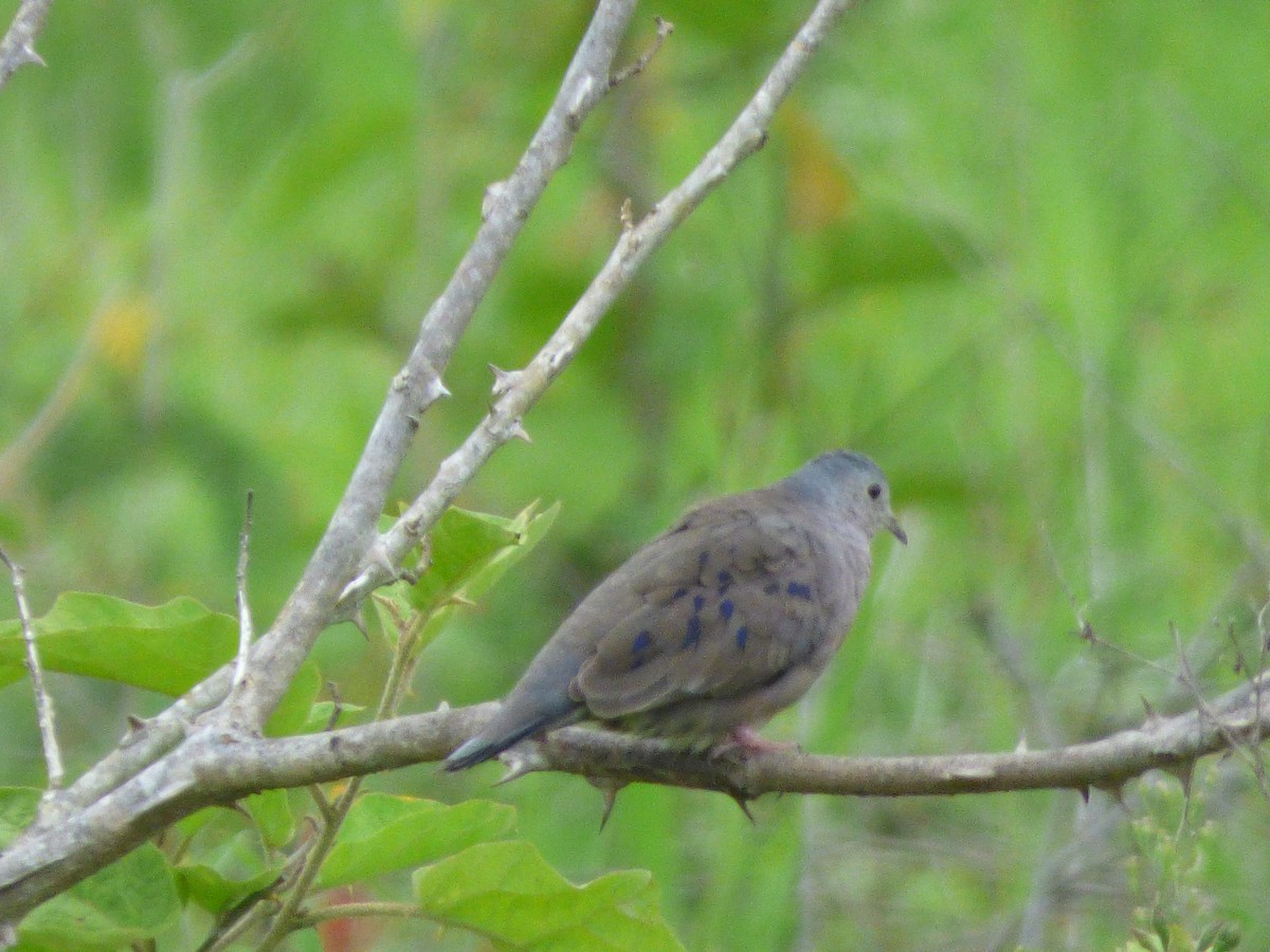 Plain-breasted Ground Dove - Mario Reyes Jr