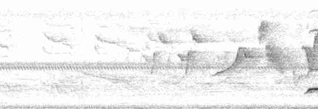 nordkrattvaktel (virginianus gr.) - ML105430