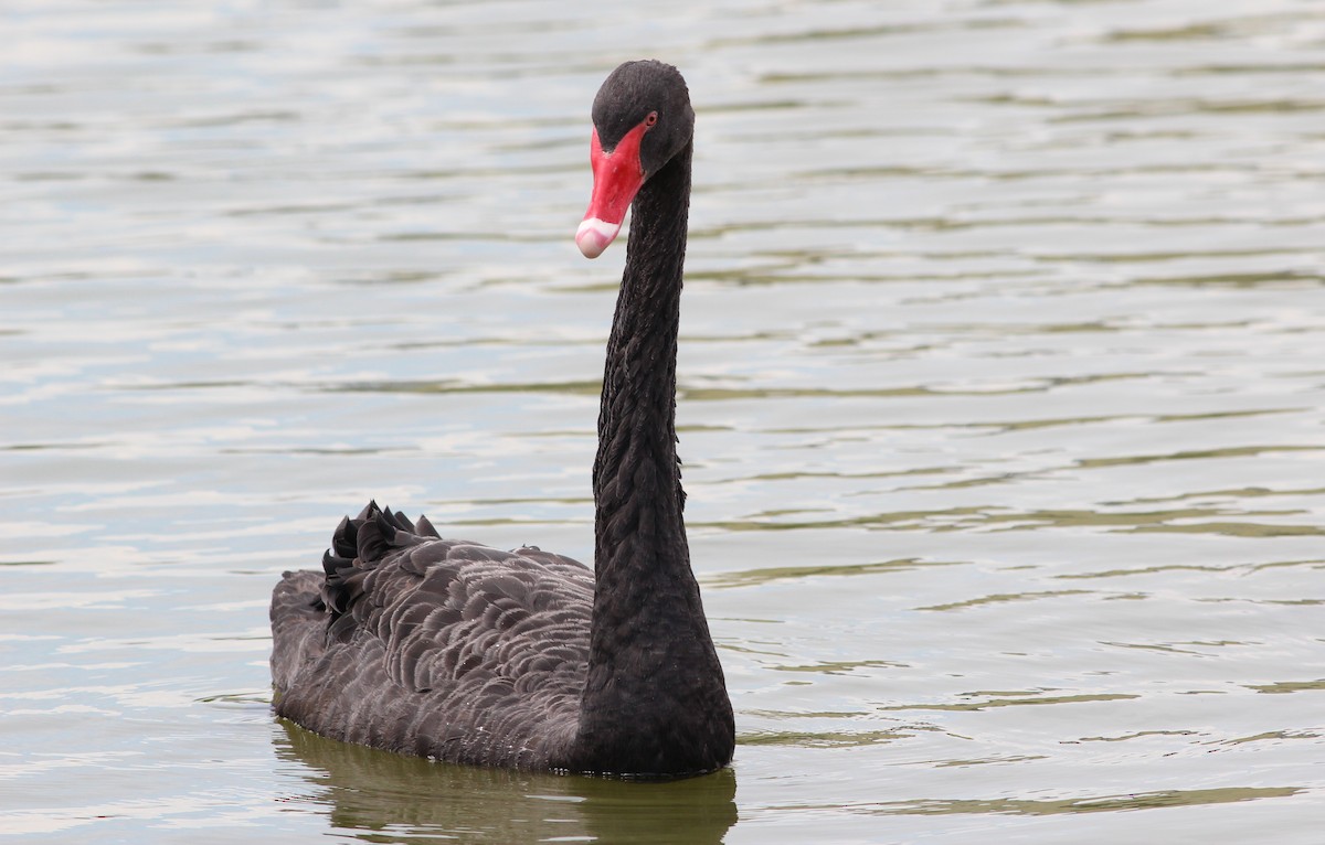 Black Swan - Gary Leavens