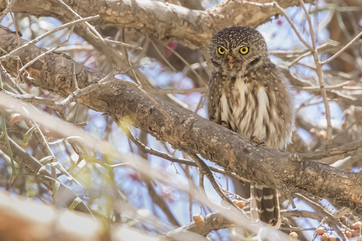 Peruvian Pygmy-Owl - ML105432351