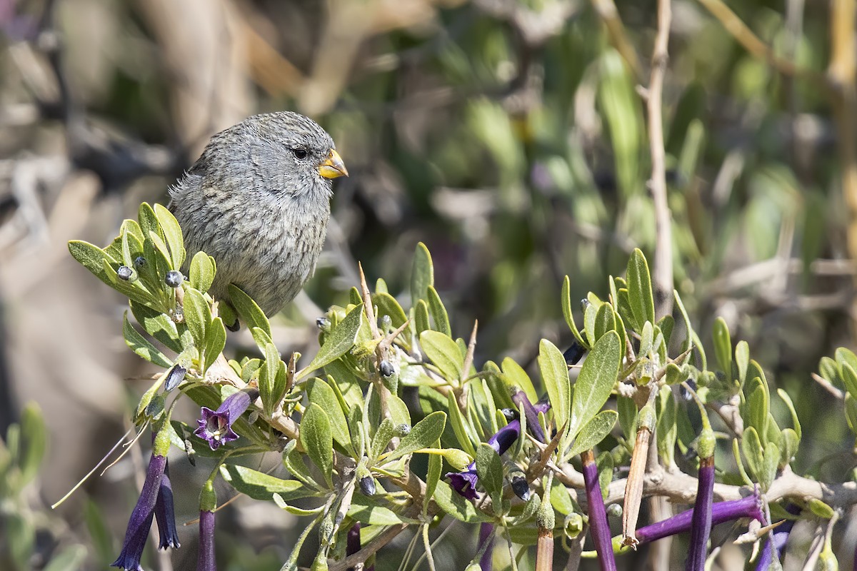 Band-tailed Seedeater - ML105433611