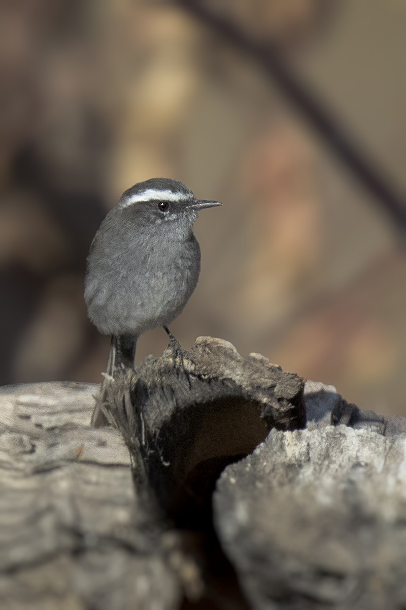 White-browed Chat-Tyrant - ML105434001
