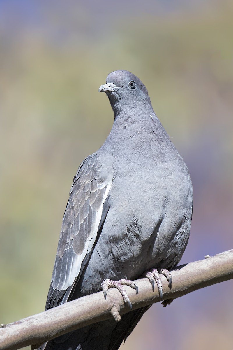 Spot-winged Pigeon - Pio Marshall