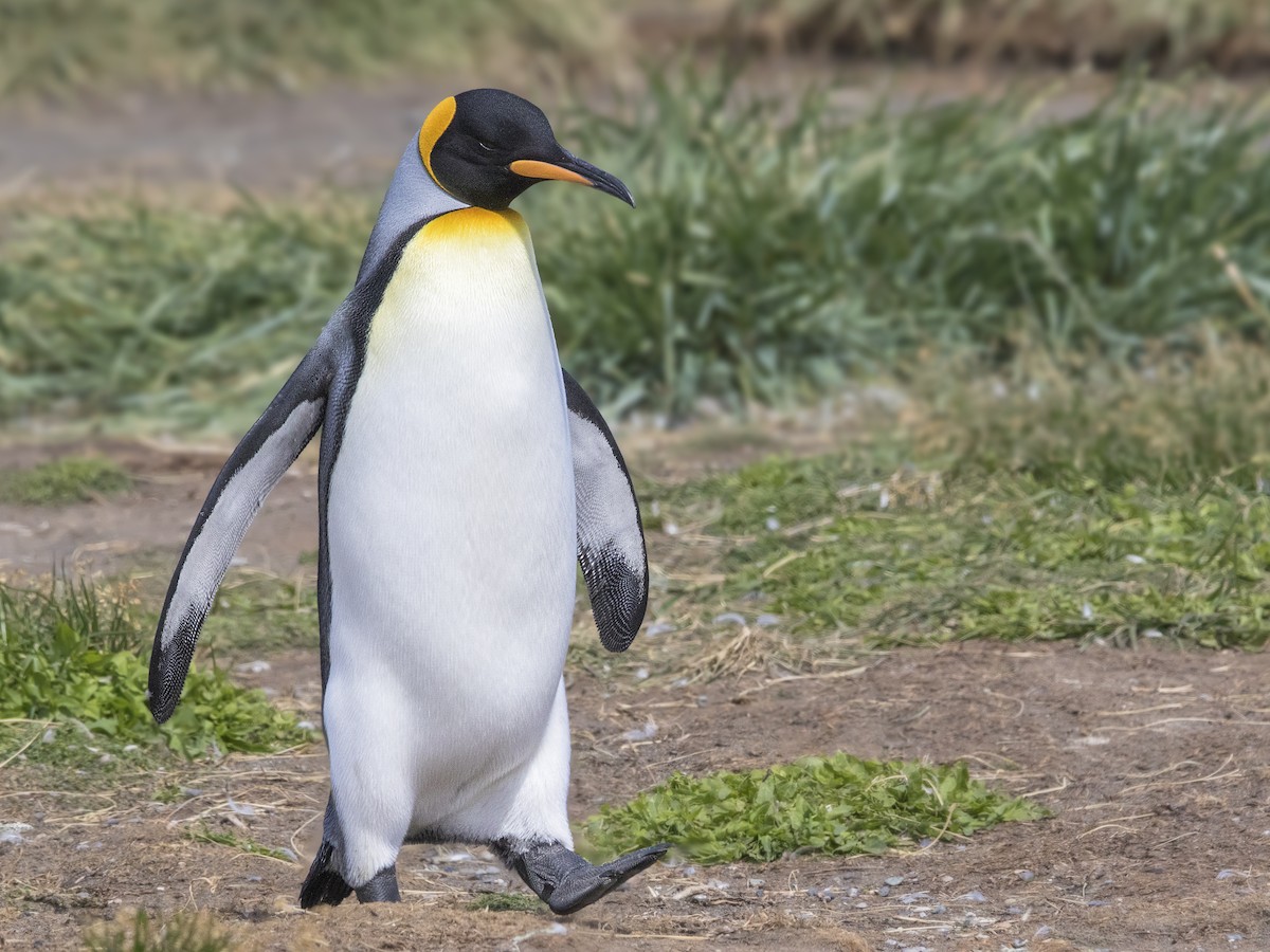 King Penguin - Pio Marshall