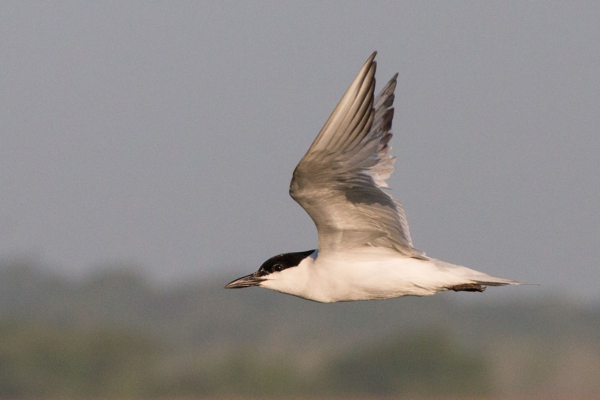 Gull-billed Tern - Steve Metchis