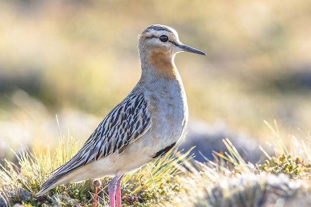 Definitive Alternate Tawny-throated Dotterel (subspecies <em class="SciName notranslate">ruficollis</em>). - Tawny-throated Dotterel - 