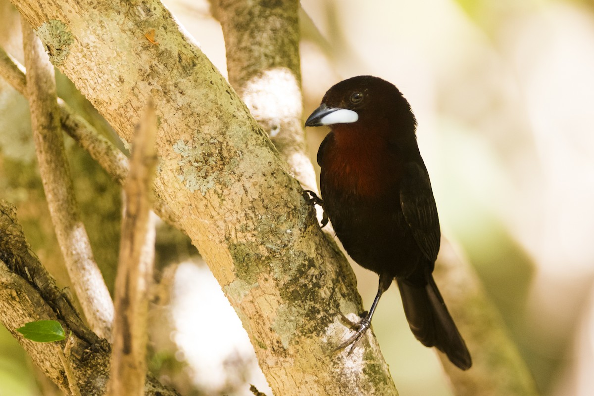 Silver-beaked Tanager - ML105437921