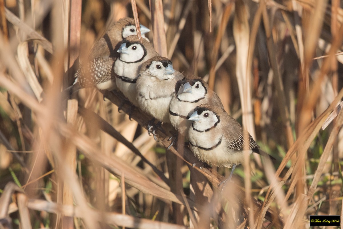Double-barred Finch - David Irving