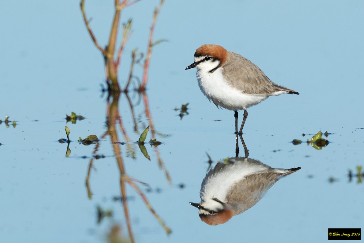 Red-capped Plover - ML105440531