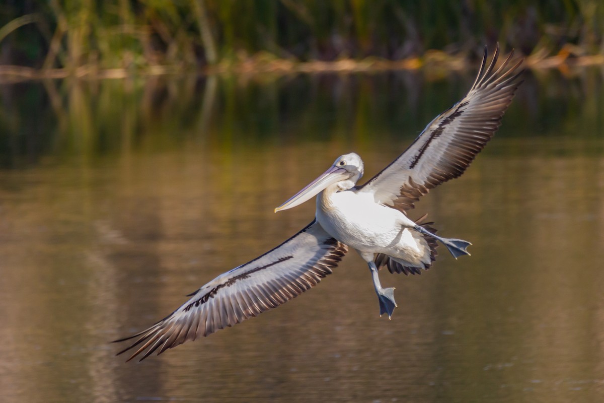 Australian Pelican - Paul Heath