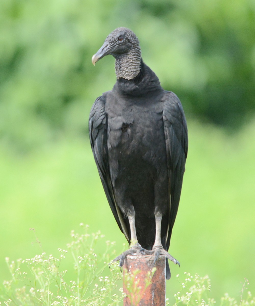 Black Vulture - Ricardo Aguilar