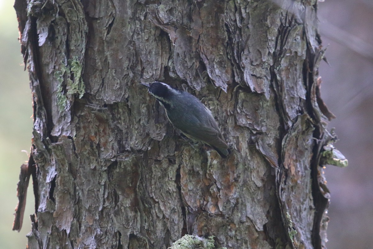 Red-breasted Nuthatch - ML105442641