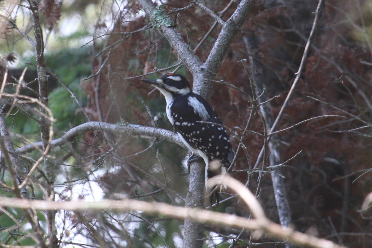 Hairy Woodpecker (Eastern) - ML105442921