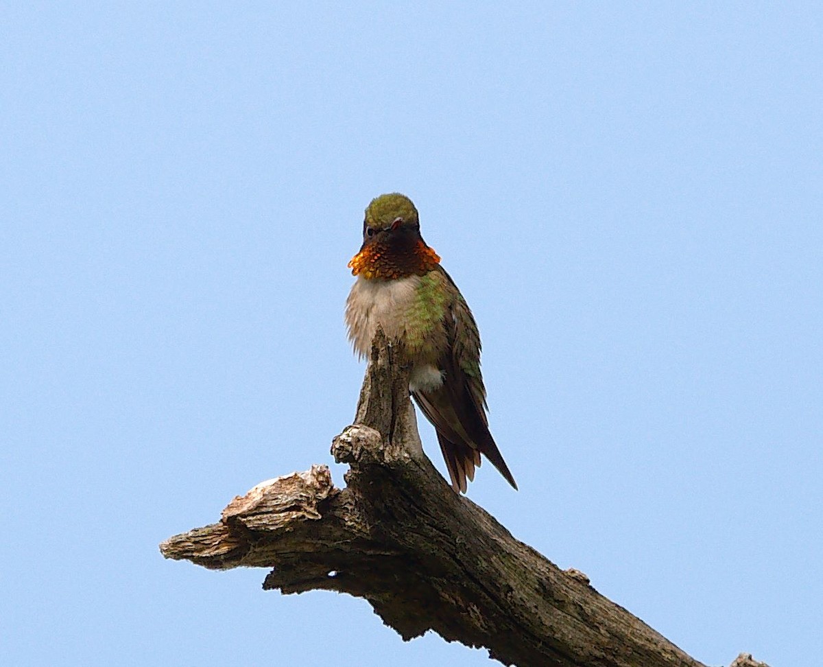 Ruby-throated Hummingbird - ML105443051