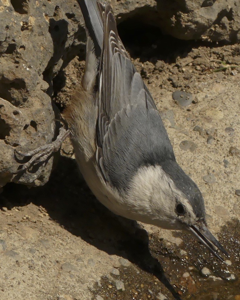 White-breasted Nuthatch - ML105444291